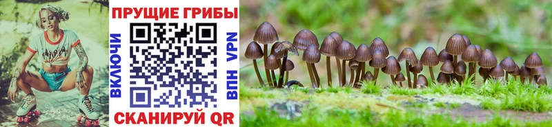 купить наркотик  Краснообск  omg tor  Псилоцибиновые грибы ЛСД 